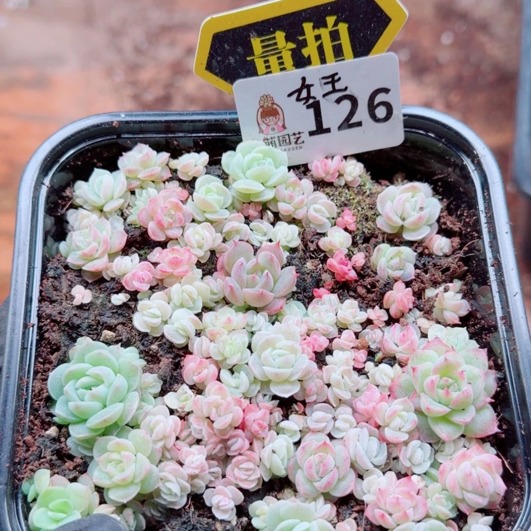 多肉植物多肉植物