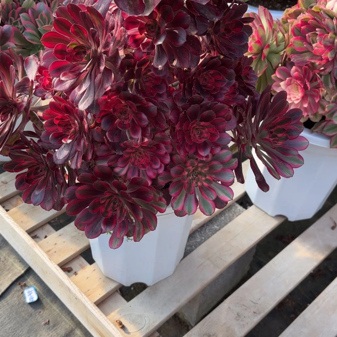 花好月又圆2025098