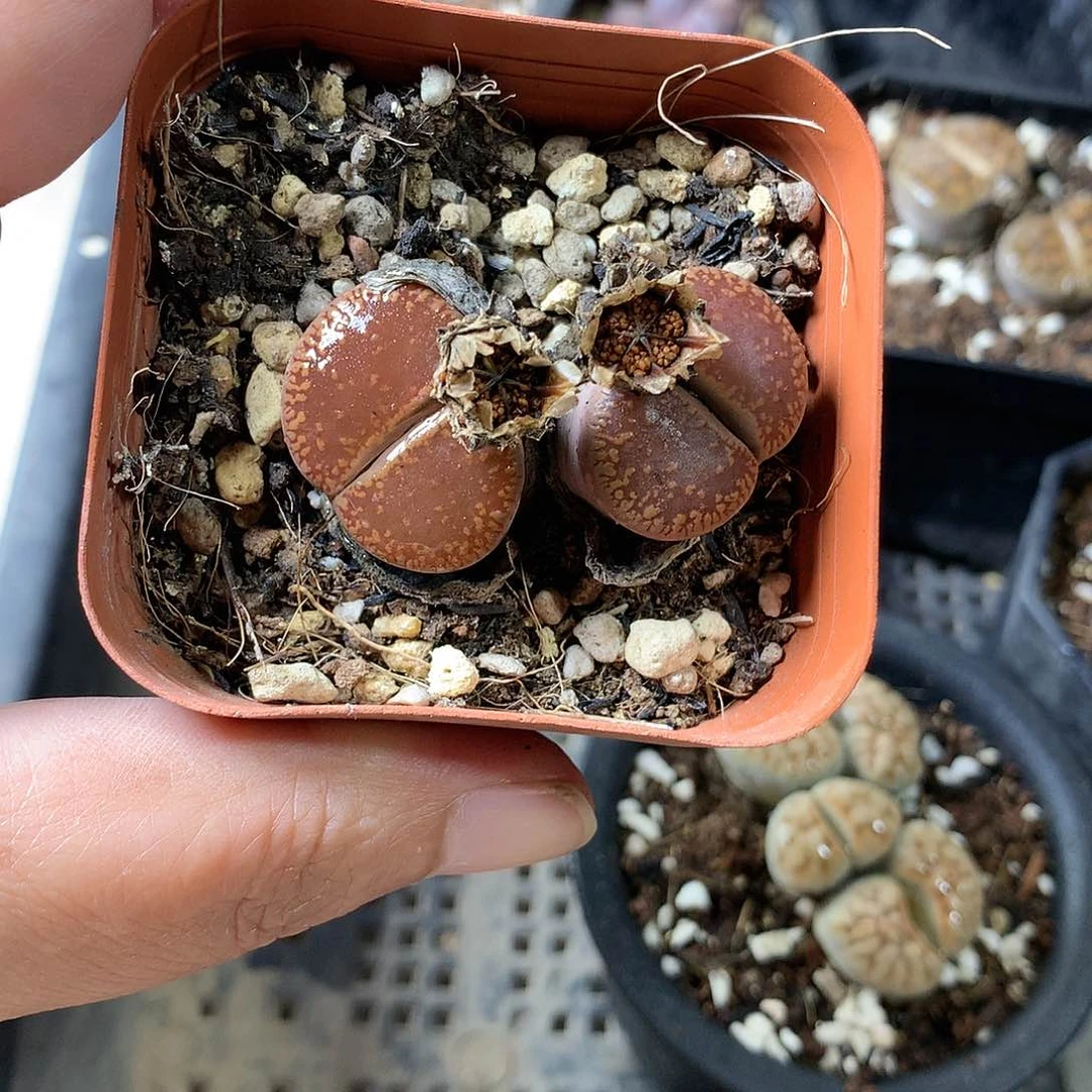 K404多肉植物保护