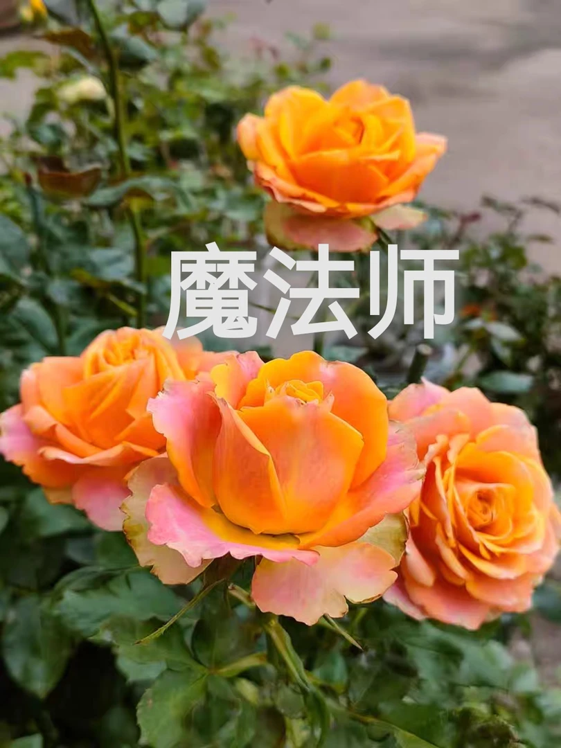 【魔法师】芊喜花园  精选月季  实生根接露天苗