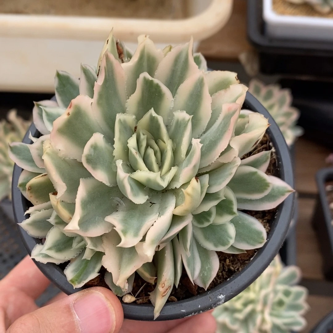 紫蝴蝶锦多肉植物0801