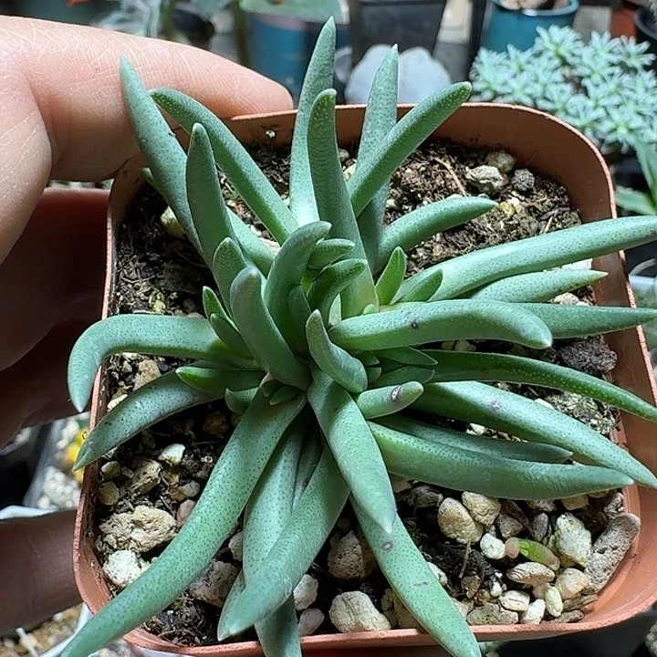 456美杜莎带盆发货