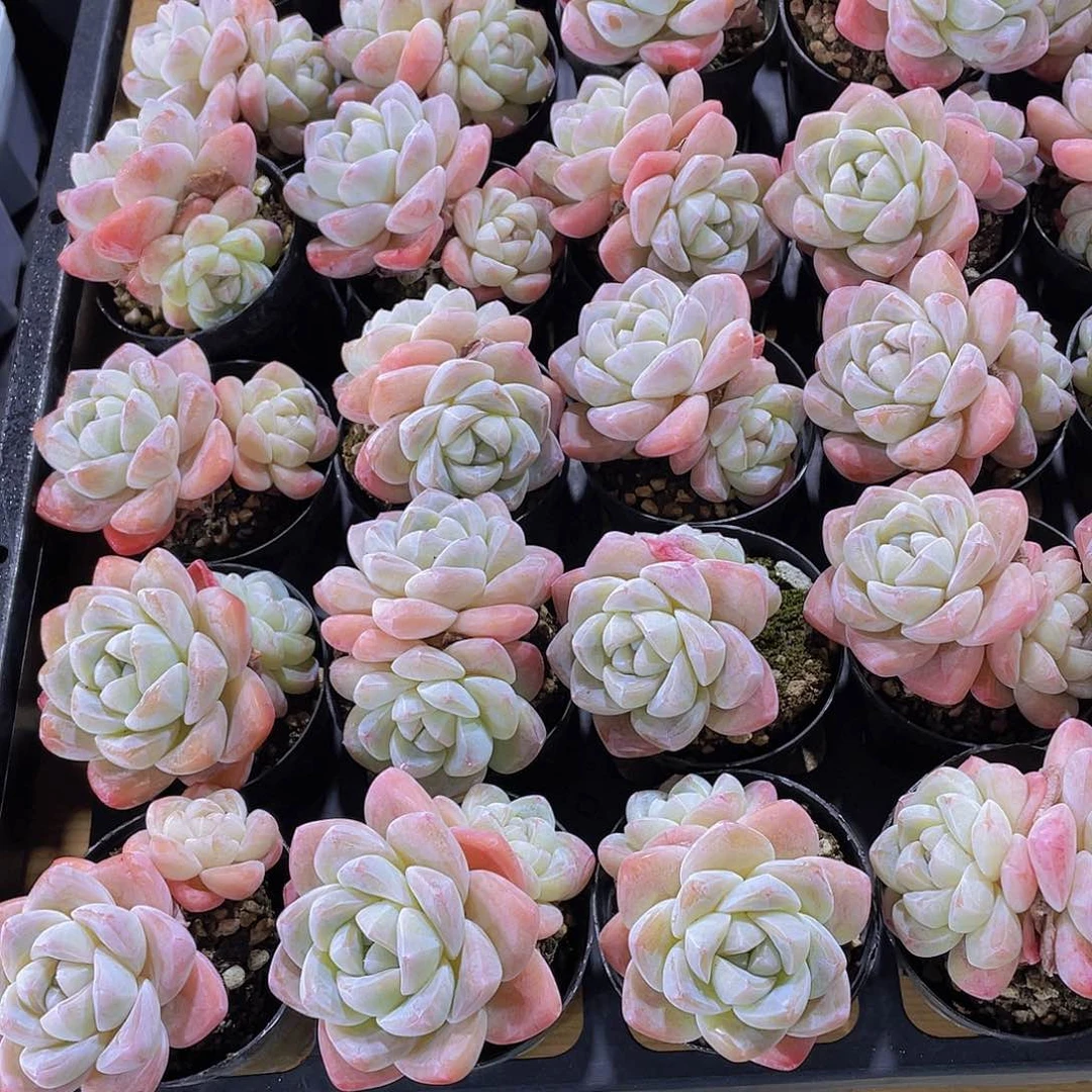 785号 开播福利全状态樱花钻石冰玉双头2个