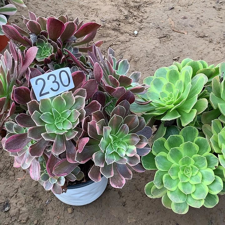 无花朵230金丝缺➕奶白多肉植物