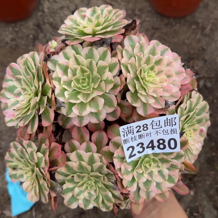 23480同白多肉植物