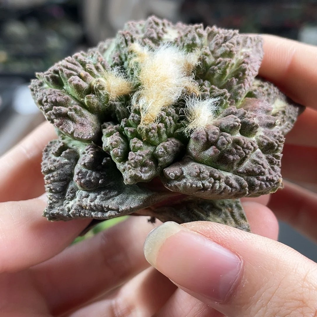 19号紫姬龟甲哥斯拉7