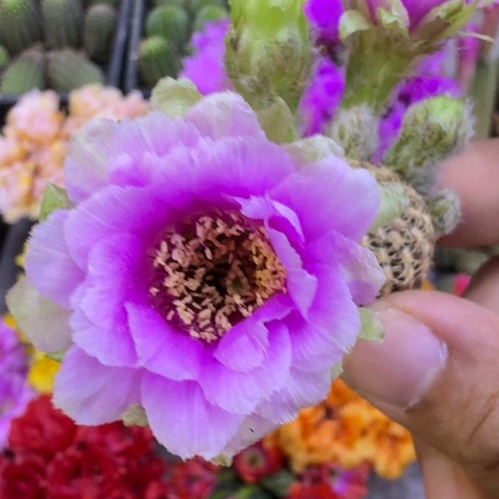 25丽花魅影歪3公分左右无根侧牙，20包邮