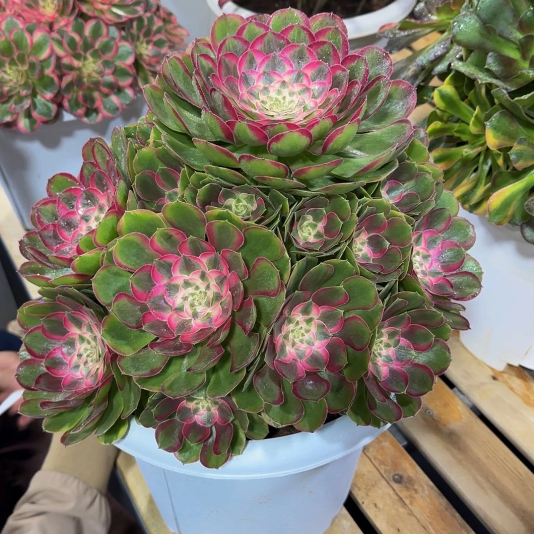 生***花孔雀翎精品法师锦