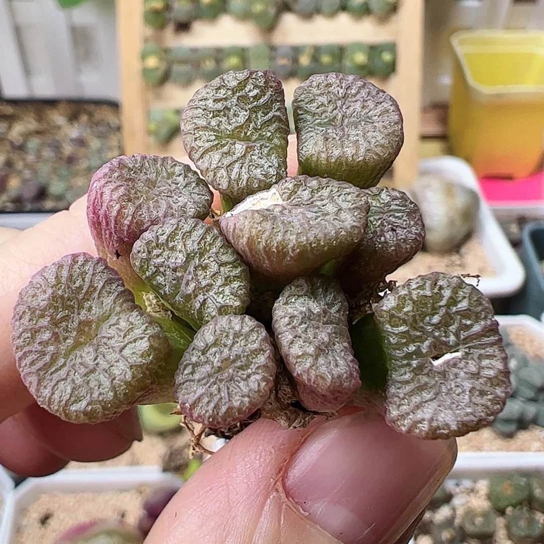 铜壶一群包邮…………………………