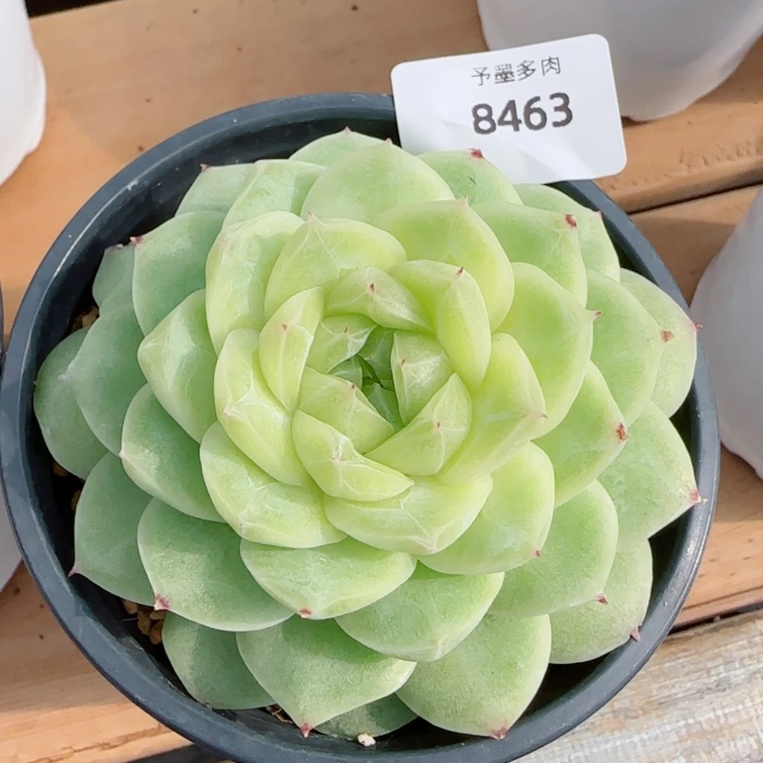 梨花白，8463多肉植物