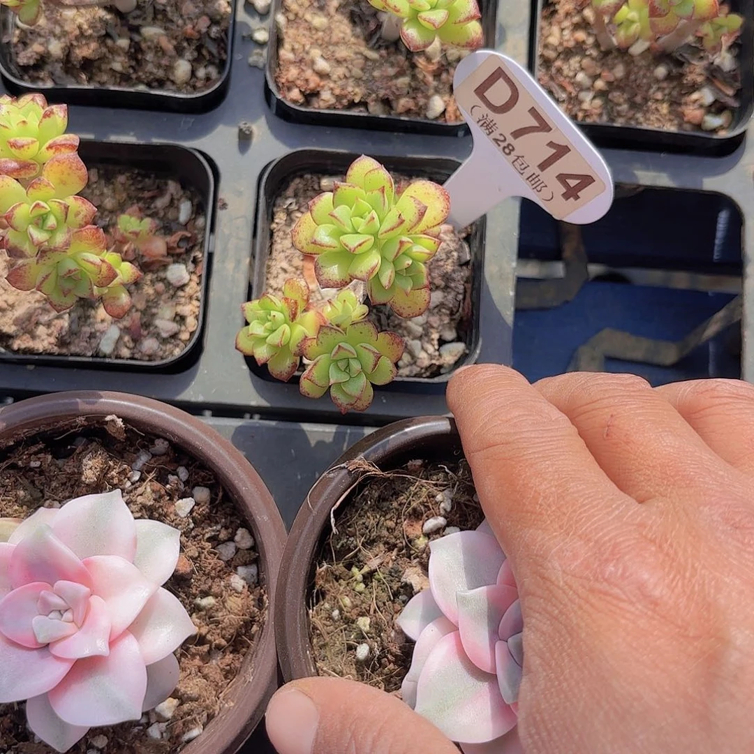 D714酥皮呀一物一拍