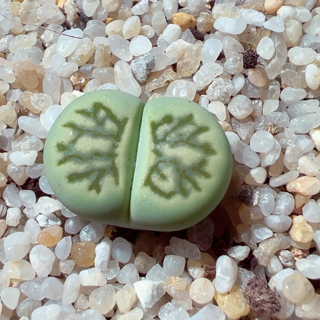 919-234多肉多肉绿菊