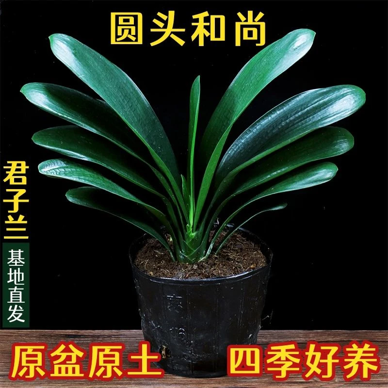 高档室内花卉圆头君子兰盆栽大苗四季常绿易养办公室客厅推荐