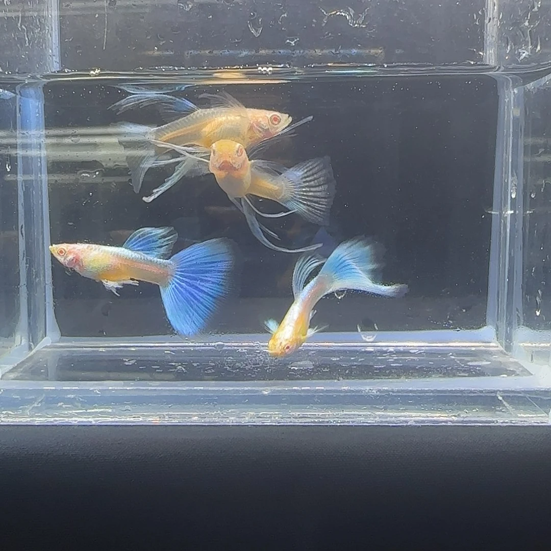 孔雀鱼关注主播可以竞拍