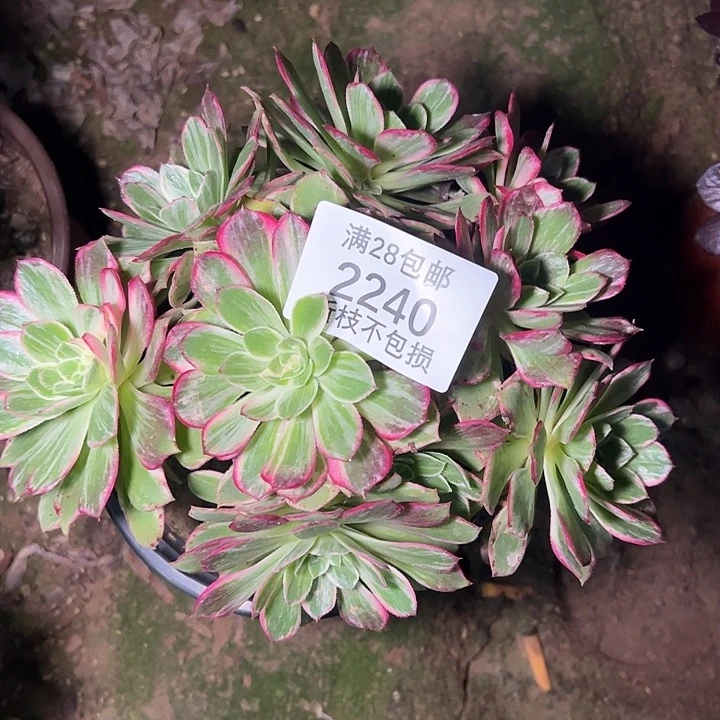 2240万花筒多肉植物