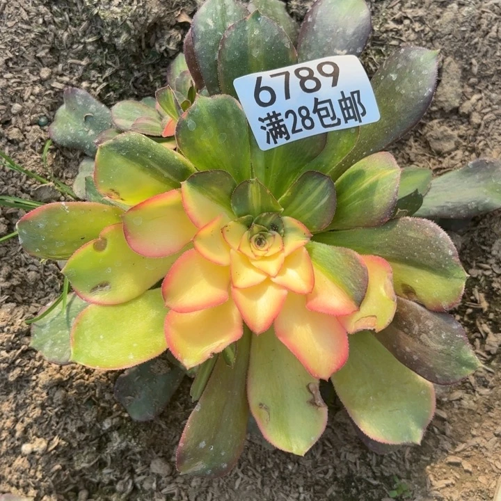 A. 6789七彩拉丝多肉