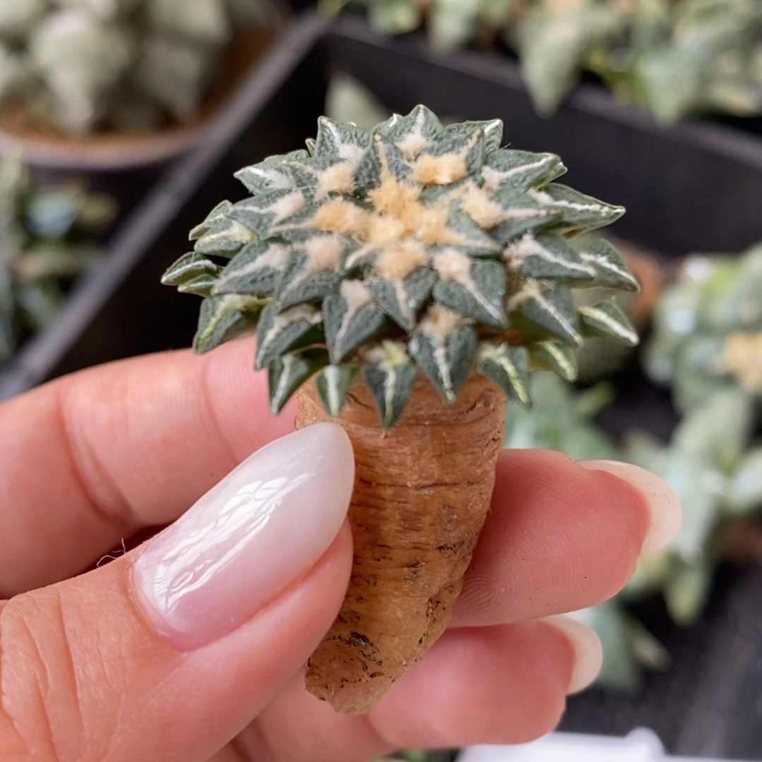 实生姬牡丹3.7公分，歪p