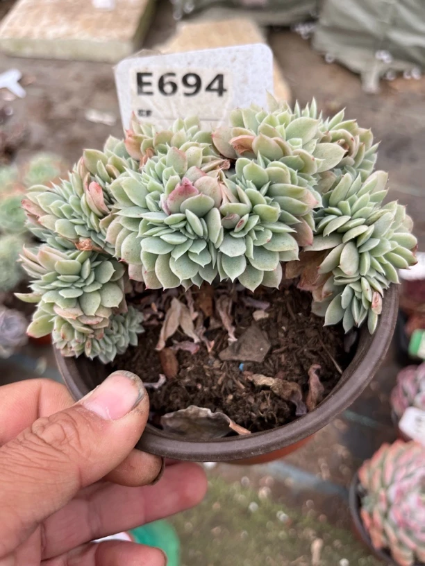 多名搁缀694多肉一物一拍