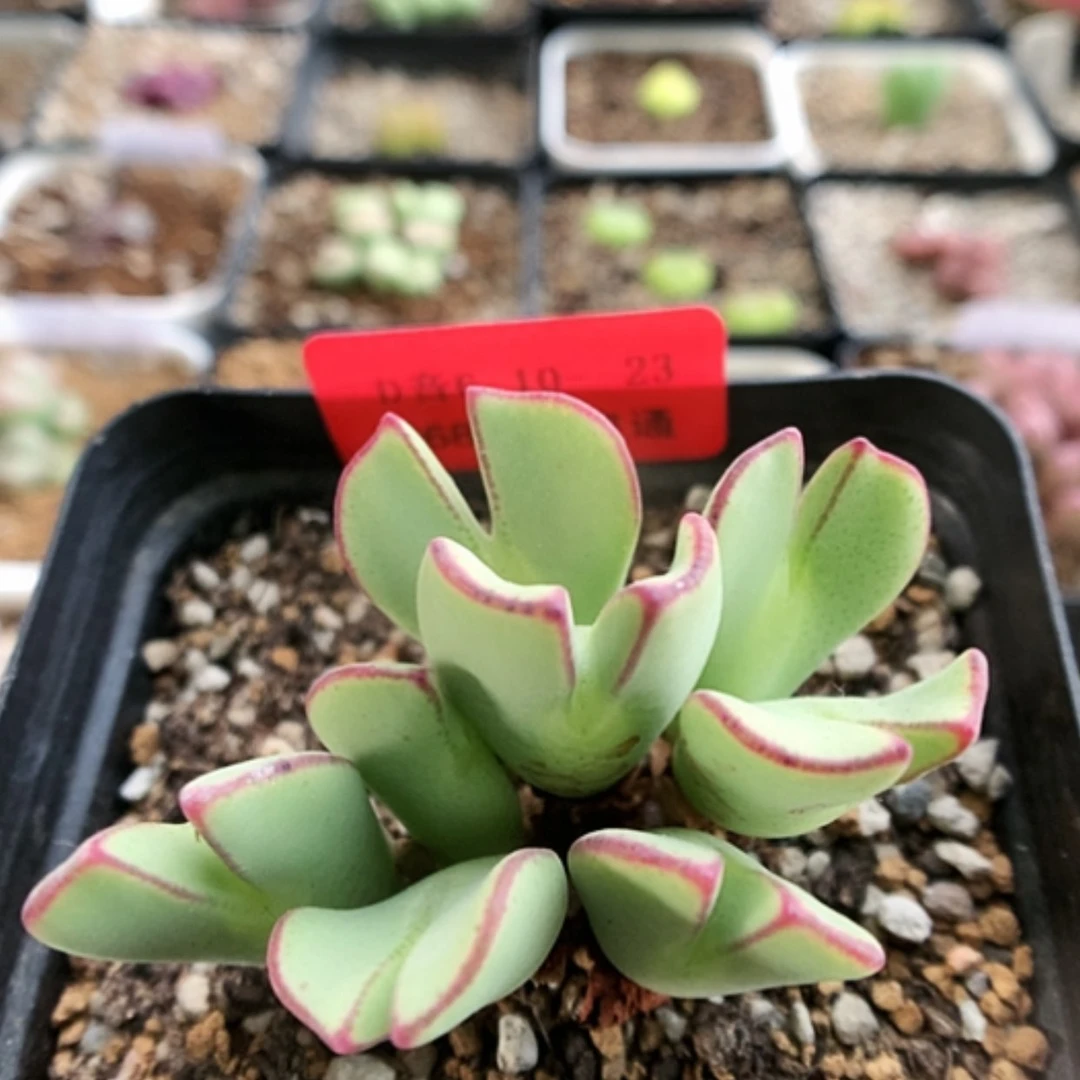 【闪购商品】6-10-23 少将一群