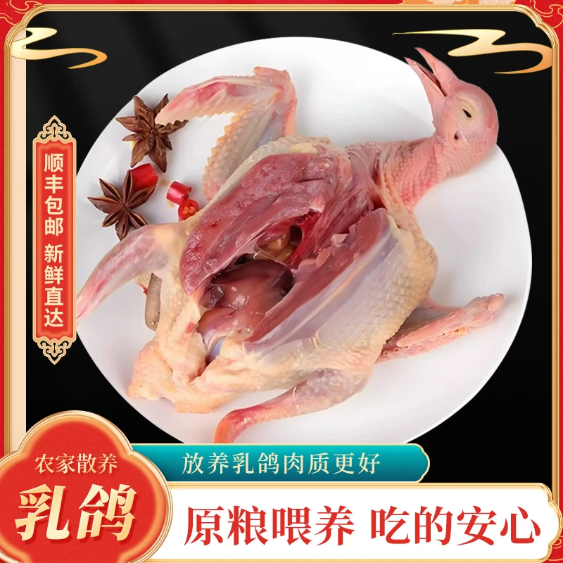8-9两以上散养鸽小火慢炖一小时肉香不腥粮食鸽红烧爆炒烤鸽子