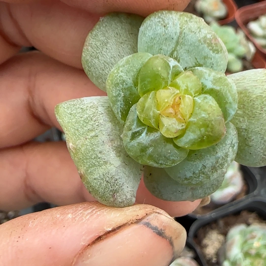 小卡拉米糖心一物一拍