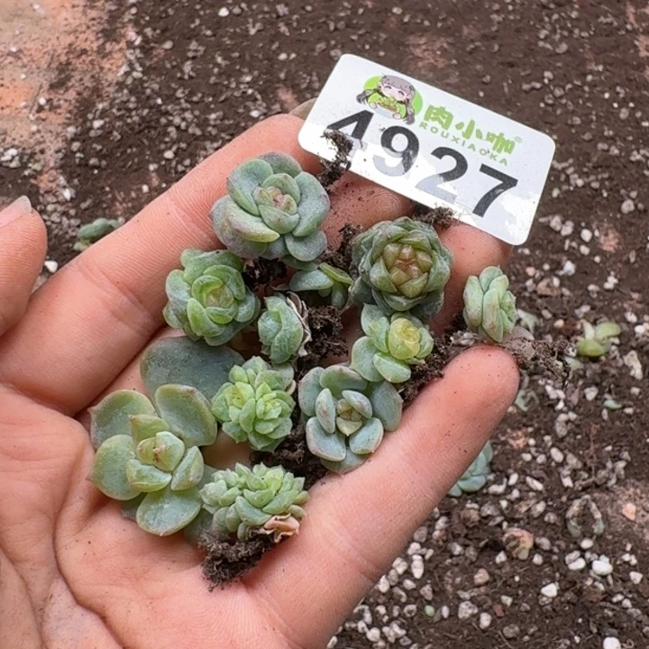 宁***️多肉植物多肉植物