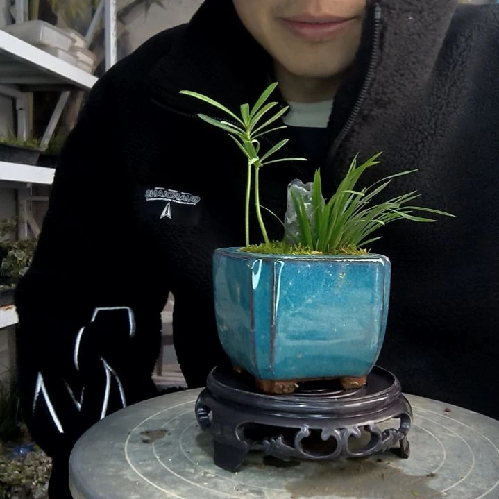 木*小盆景小植物一物一拍7