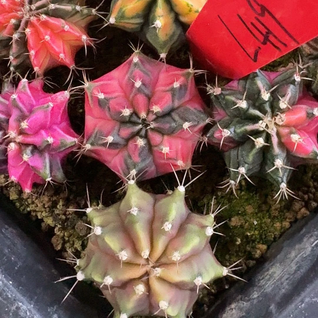 L419-1115广东发货