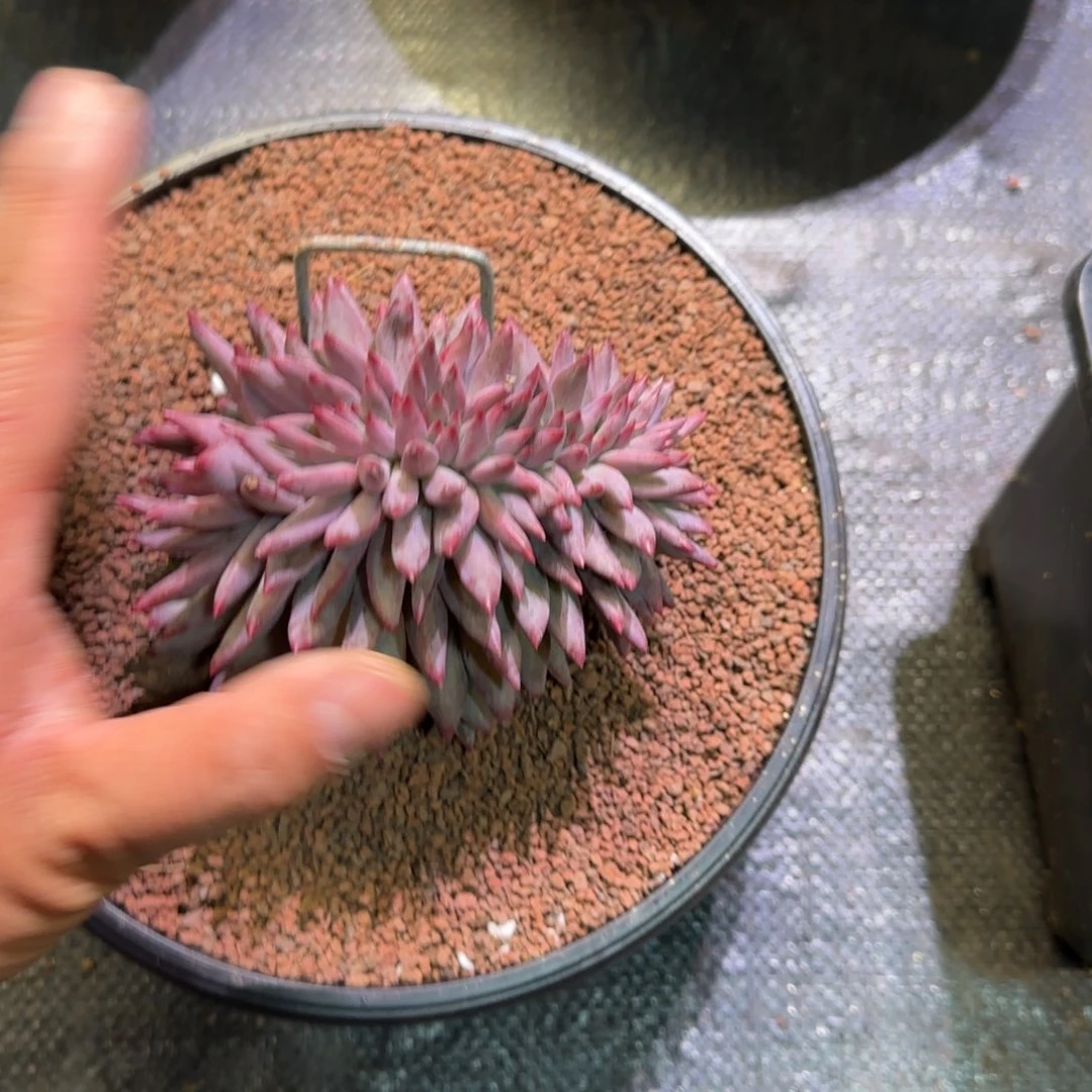 冰***水虞美人缀化多肉植物一物一拍