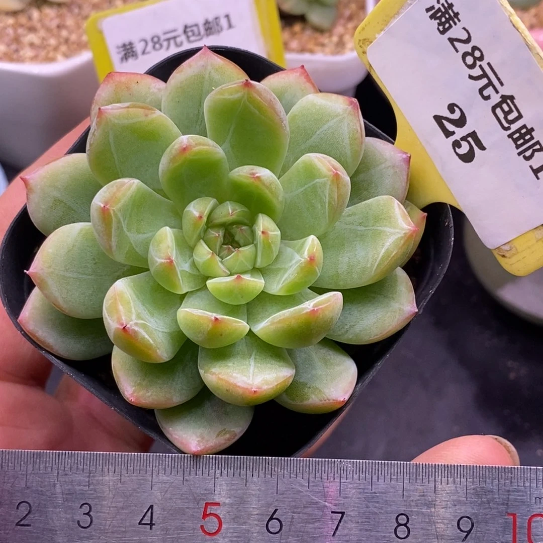 125雪花珍妮多肉……