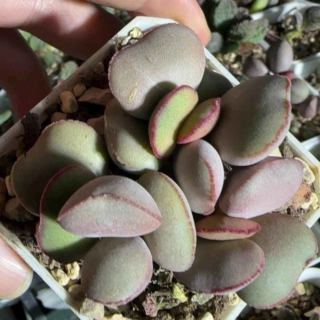 白肌红蛋多肉水泡