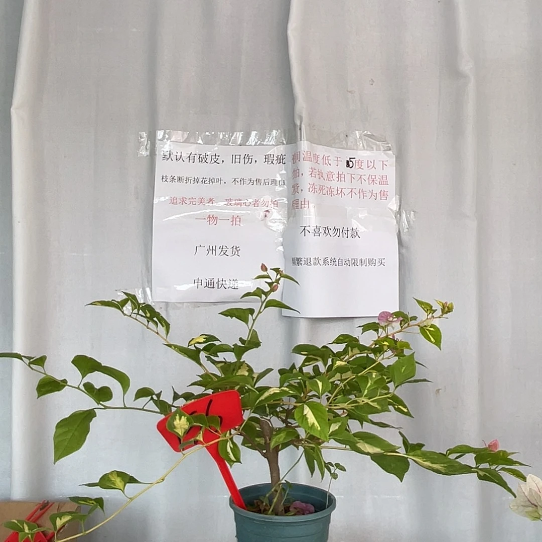 当前无花栽培后可以开花156金心橙白扦插苗有枝条返祖