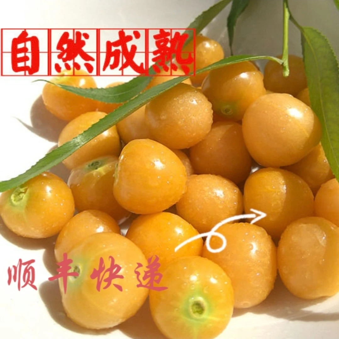 东北特产菇娘果(2斤5斤两种规格)顺丰快递,偏远地区普通快递