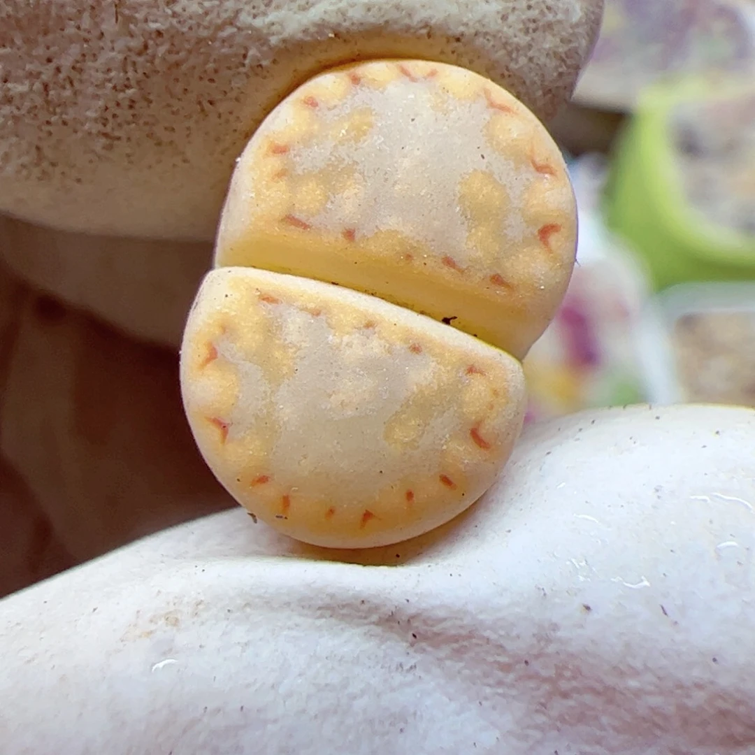 114 优秀的肉肉47