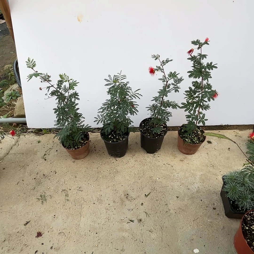 勤***勤当前无花栽培后可以开花