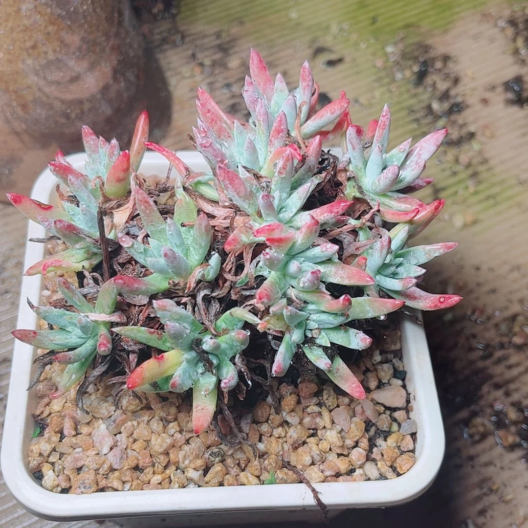 5728海瑟白菊多肉