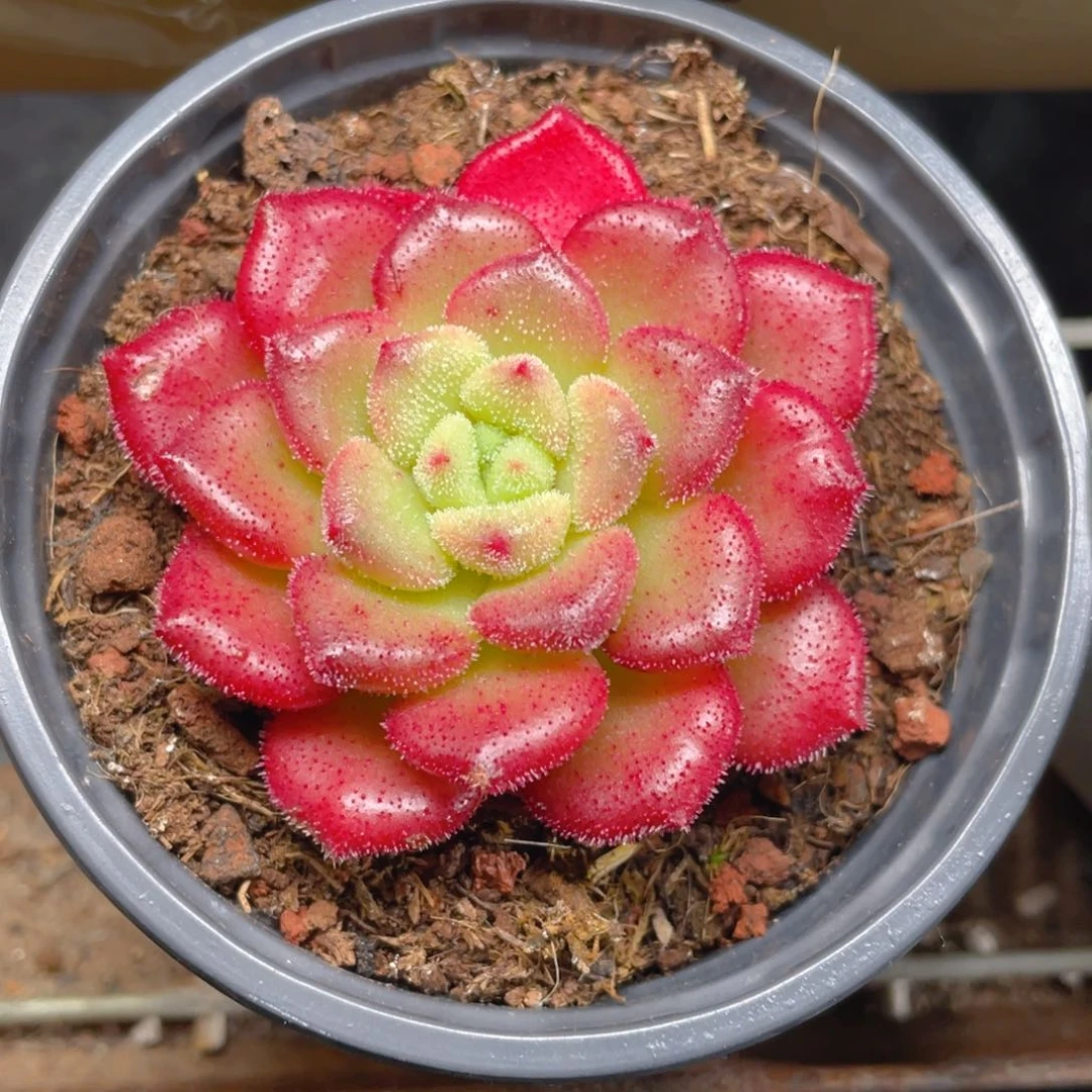 卡罗尔多肉9.9包邮发货