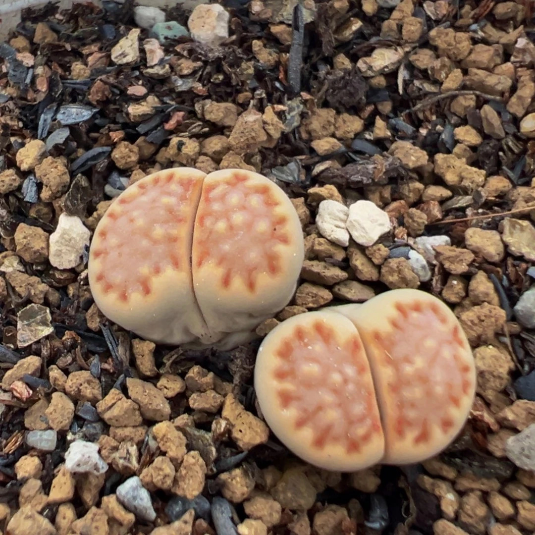 56多肉植物百科植物