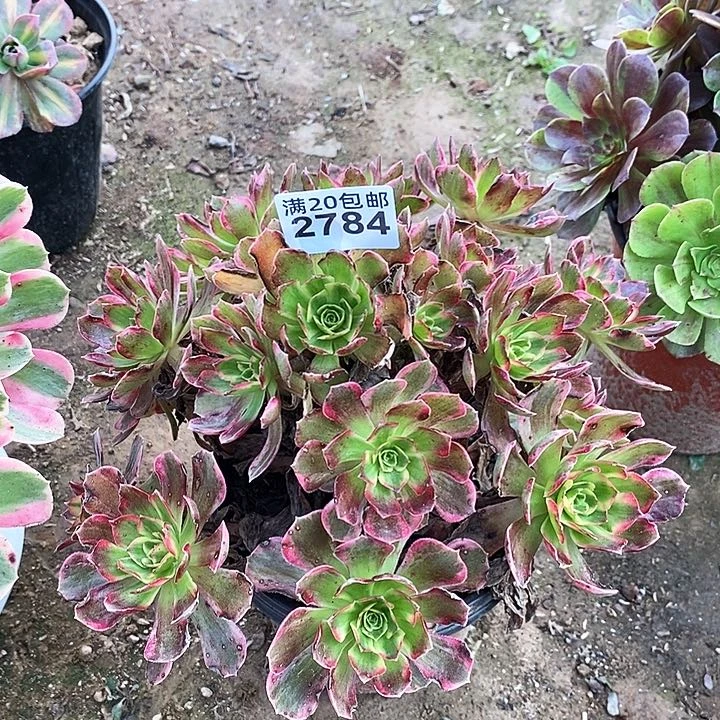 2784 一颗安娜法师