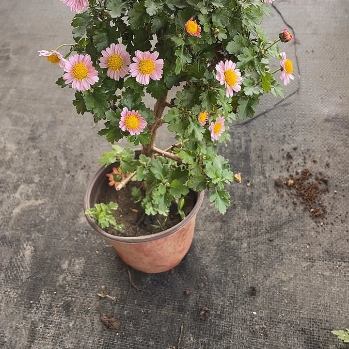 h***h完全开放20菊花菊花菊花