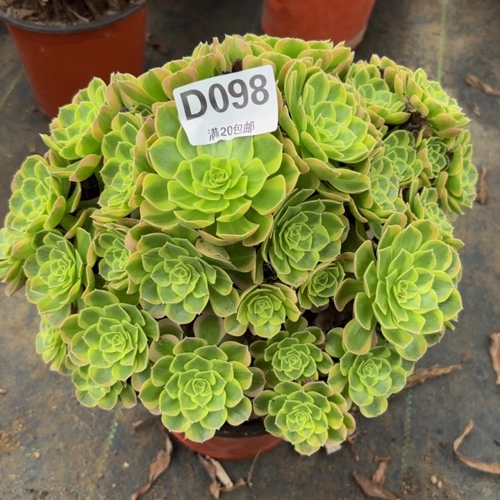 瑞妈多肉植物，098万圣节奶白锦
