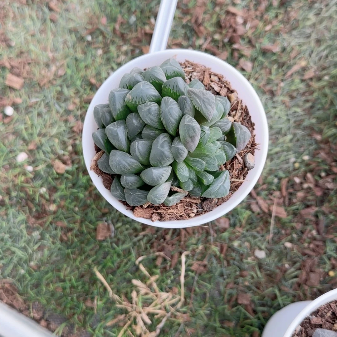 无花朵蓝镜玉露群生