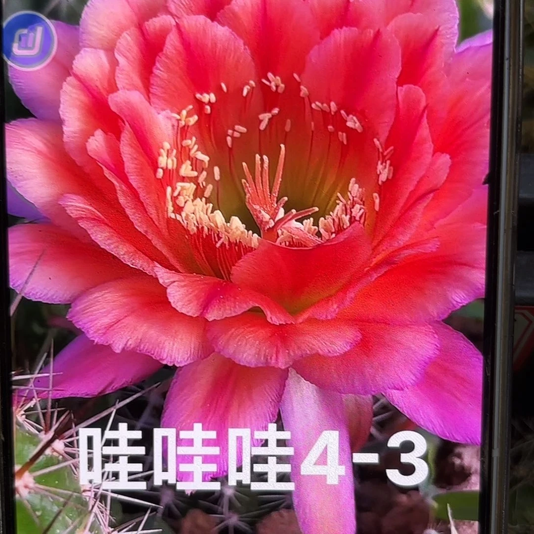 4-3瑕疵掉刺无根侧牙20包邮59