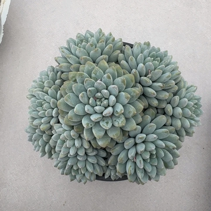 奶糖 群生  一物一拍