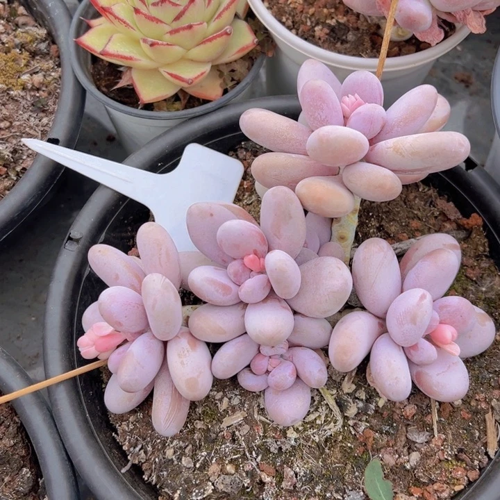 健健康康平平安安