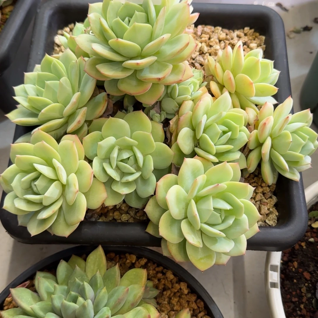 柯***珉0839恋曲多肉植物