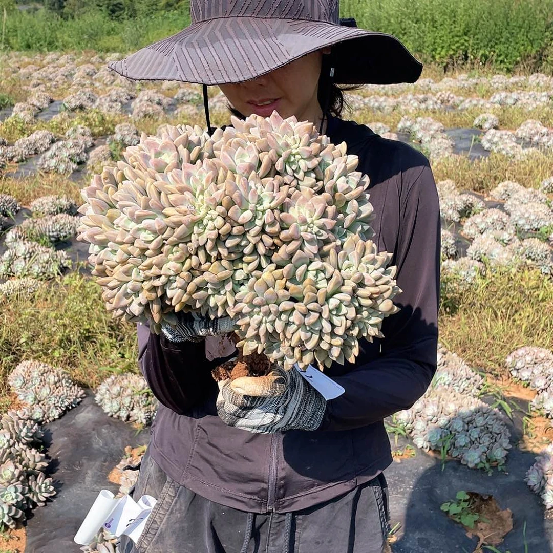 76 一物一拍淡雪缀