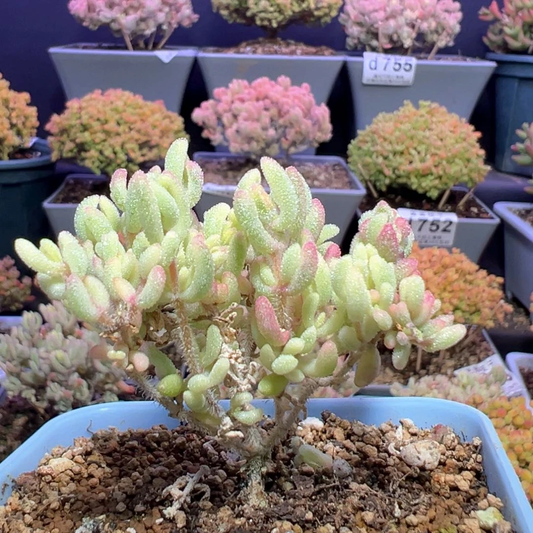 养***手d763红宝石锦枝干番杏