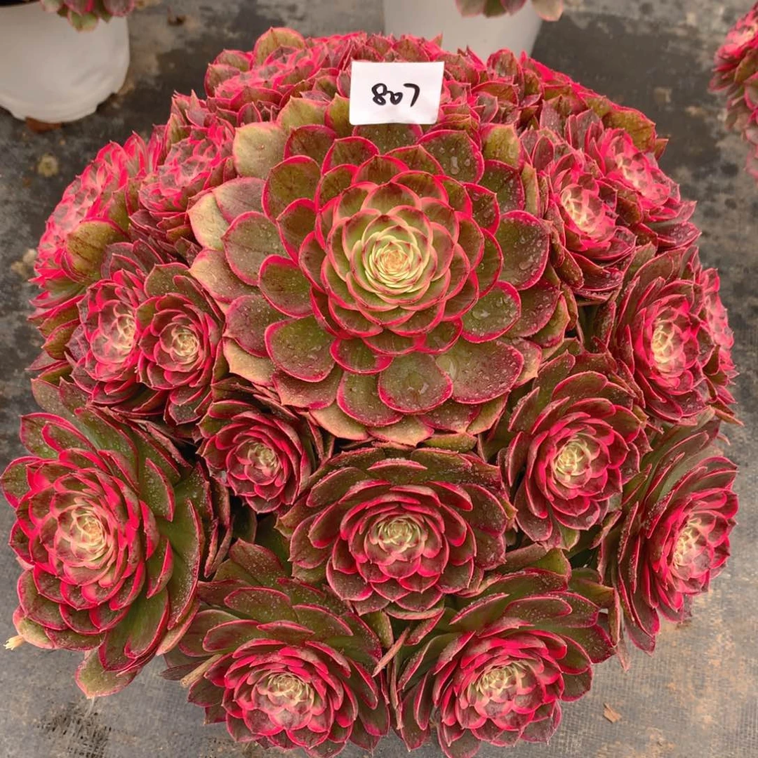 807粉花妖 夜宴精品法师多肉