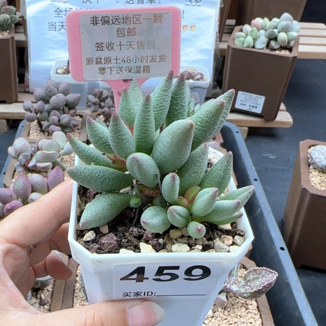 459大红嘴多肉植物